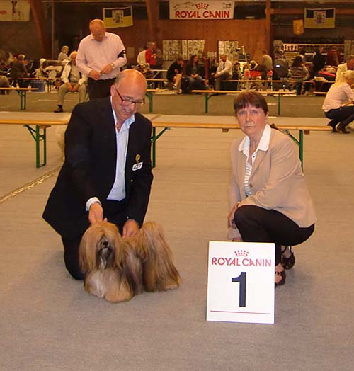 Lhasa Apso champion EL Minjas Yeshey wins Best of Breed