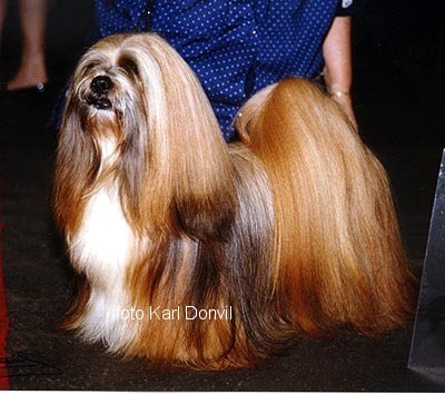 Lhasa Apso kennel EL Minja's,world famous Lhasa Apso kennel represented in all continents