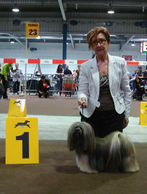 Lhasa Apso dogshow news 2009 archives