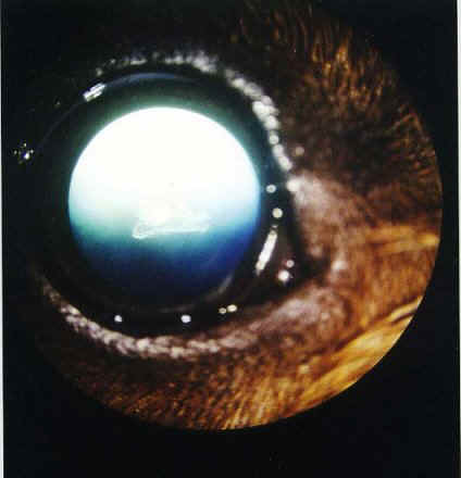 cataract-1.jpg (15492 bytes)