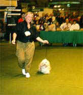 Sophia van Tatenhove van Roosenbroek showing Lhasa Apso at Crufts dogshow 1989