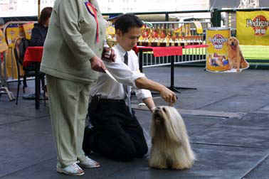 Lhasa Apso Champion EL Minja Nag Po Chen Po in Hong Kong