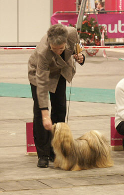 Lhasa Apso