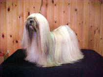 LHASA APSO EL MINJA'S OSIRIS CHAMPION