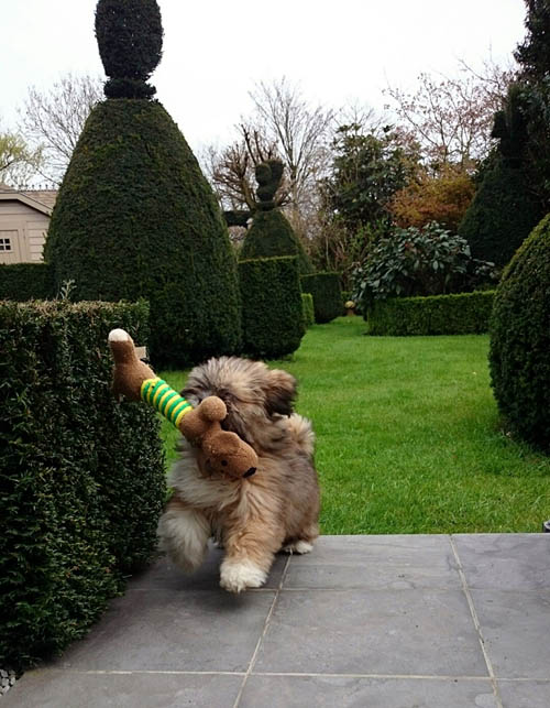 Lhasa Apso puppy Laika