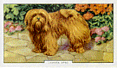 Lhasa Apso postzegels - Stamps