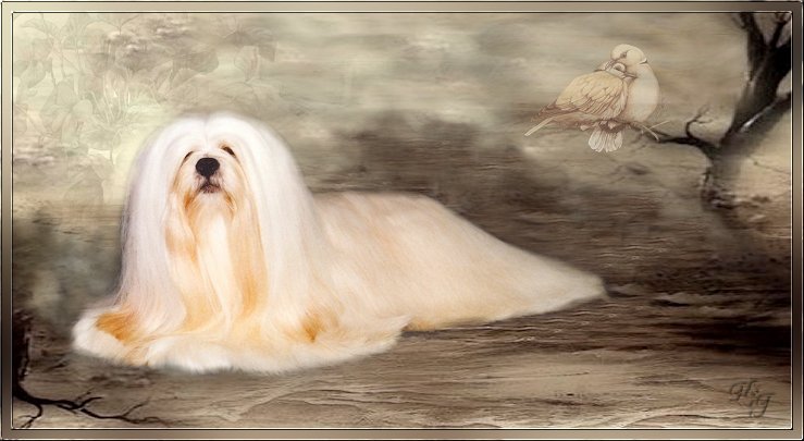 lhasa apso lingstoc just billy