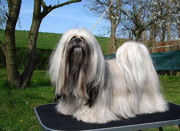 Lhasa apso