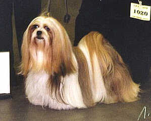 lhasa-apso Champion EL Minja's Dream On