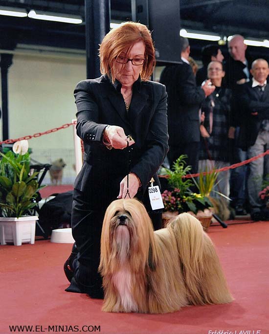 Lhasa Apso Champion Solar