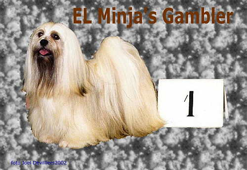 lhasa-apso-EL Minja's Gambler