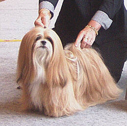 Lhasa Apso Champion EL Minja's Good as Gold proud mum of 2 litters of Lhasa Apso puppies