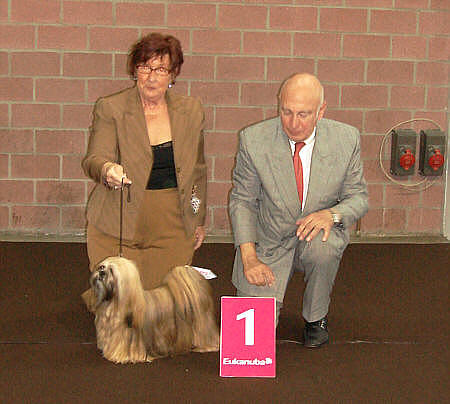 Lhasa apso Lily at Leuven dogshow best of breed