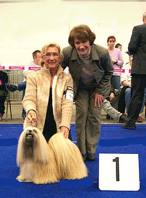 Cute Lhasa Apso in Dog Show