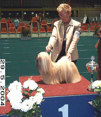 Lhasa Apso Topwinning Champion EL Minja's Thsang-Pa