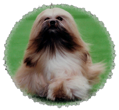 Lhasa Apso EL Minja's Thsang-Pa