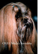 Champion EL Minja's Amitabha Lhasa Apso dog and dogs
