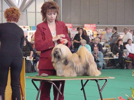 lhasa apso champion EL Minja's May Boy