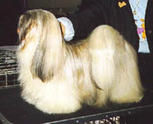 Nikitya one of my first Lhasa Apso's