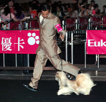 Lhasa Apso Topwinning Champion EL Minja's Nag-Po-Chen-Po at Hong Kong dogshow