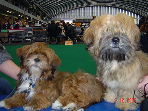 Lhasa Apso puppies at the last winner show
