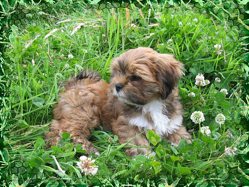 lhasa apso puppy paris