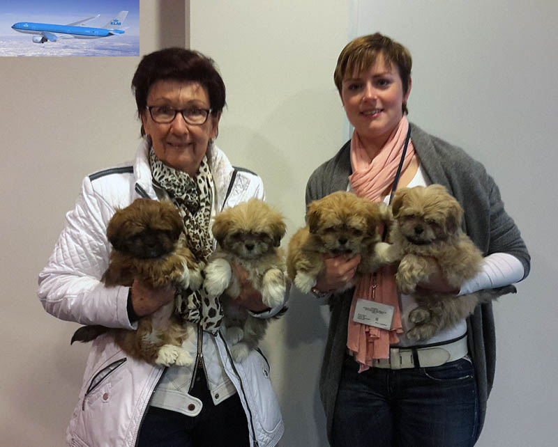 EL Minja's Eigenaresse Sylvia met Lhasa Apso puppy's