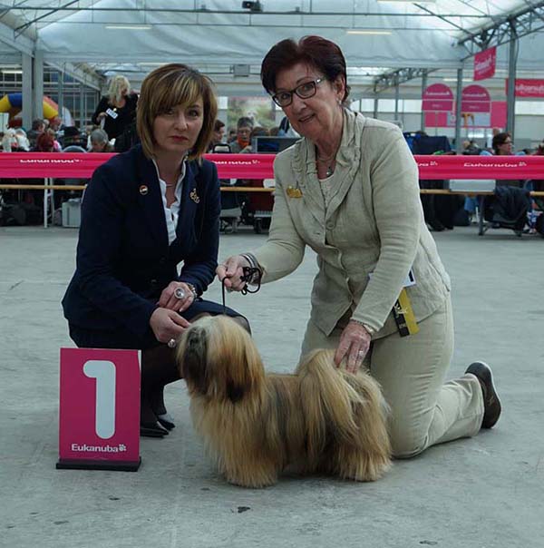 Lhasa Apso dogshow news 2012 archive