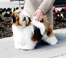 Lhasa Apso EL Minja's Thang-Ka as a puppy