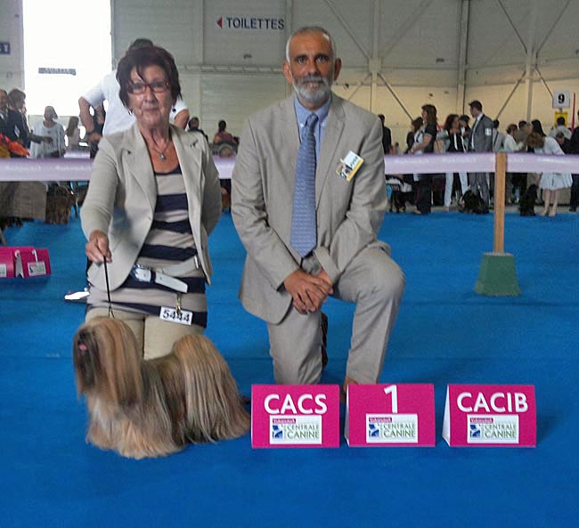 Lhasa Apso Thinley championnat de france 