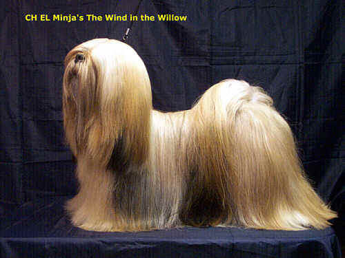 Lhasa Apso willow